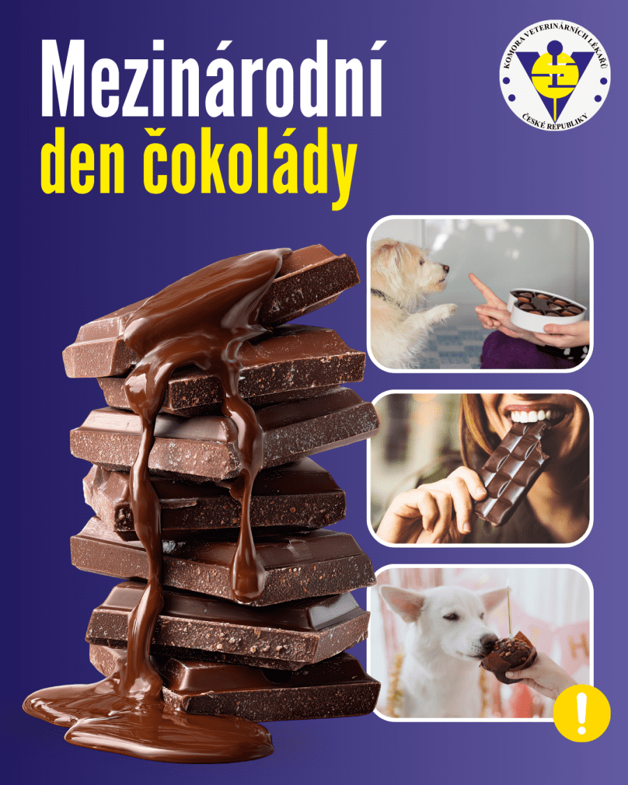 2026-09-11-intoxikace čokoládou-1.png